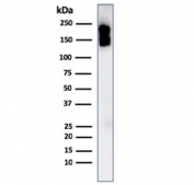 Western blot testing of human spleen lysate with CD45 antibody (clone PTPRC/1975R). Expected molecular weight: 147-220 kDa depending on glycosylation level.