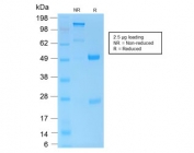 SDS-PAGE analysis of purified, BSA-free recombinant CD45 antibody (clone PTPRC/1975R) as confirmation of integrity and purity.