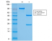 SDS-PAGE analysis of purified, BSA-free recombinant HPV16 L1 antibody (clone HPV16/2058R) as confirmation of integrity and purity.