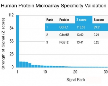 Analysis of HuProt(TM) microarray containing more than 19,000 full-length human proteins using recombinant PGP9.5 antibody (clone rUCHL1/775). These results demonstrate the foremost specificity of the rUCHL1/775 mAb.<BR>Z- and S- score: The Z-score represents the strength of a signal that an antibody (in combination with a fluorescently-tagged anti-IgG secondary Ab) produces when binding to a particular protein on the HuProt(TM) array. Z-scores are described in units of standard deviations (SD's) above the mean value of all signals generated on that array. If the targets on the HuProt(TM) are arranged in descending order of the Z-score, the S-score is the difference (also in units of SD's) between the Z-scores. The S-score therefore represents the relative target specificity of an Ab to its intended target.