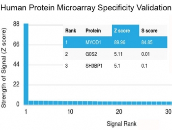 Analysis of HuProt(TM) microarray containing more than 19,000 full-length human proteins using MyoD antibody (clone MYOD1/2075R). These results demonstrate the foremost specificity of the MYOD1/2075R mAb. <BR>Z- and S- score: The Z-score represents the strength of a signal that an antibody (in combination wi