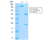 SDS-PAGE analysis of purified, BSA-free recombinant MyoD1 antibody (clone rMYD712) as confirmation of integrity and purity.