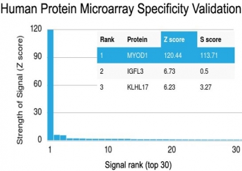 Analysis of HuProt(TM) microarray containing more than 19,000 full-length human proteins using recombinant MyoD1 antibody (clone rMYD712). These results demonstrate the foremost specificity of the rMYD712 mAb.<BR>Z- and S- score: The Z-score represents the strength of a signal that an antibody (in combinatio