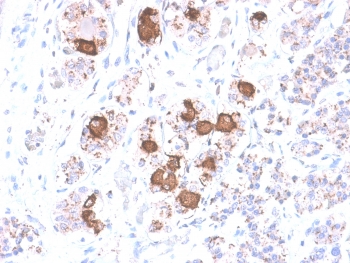 IHC testing of FFPE human pituitary gland with recombinant ACTH antibody (clone CLIP/2040R). Required HIER: boil tissue sections in 10mM citrate buffer, pH 6, for 10-20 min followed by cooling at RT for 20 min.~
