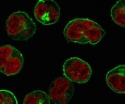 IF/ICC staining of human Raji cells with recombinant CD86 antibody (green, clone CDLA86-2R) and Reddot nuclear stain (red).