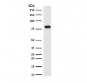 Western blot testing of human HeLa antibody with recombinant Beta Catenin antibody (clone CTNB1-1R). Predicted molecular weight ~85 kDa, but routinely observed at 90-95 kDa.