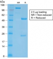SDS-PAGE analysis of purified, BSA-free recombinant CD27 antibody (clone LPFS2/2034R) as confirmation of integrity and purity.