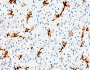 IHC staining of FFPE human pancreas with recombinant MUC6 antibody (clone MUCN6-2R). Required HIER: boil tissue sections in pH 9 10mM Tris with 1mM EDTA for 10-20 min followed by cooling at RT for 20 min.