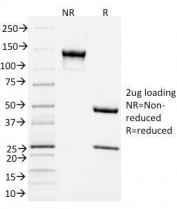 SDS-PAGE analysis of purified, BSA-free CD3e antibody (clone C3e/1931) as confirmation of integrity and purity.
