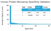 Analysis of HuProt(TM) microarray containing more than 19,000 full-length human proteins using Cyclin E1 antibody (clone CCNE1/2460). These results demonstrate the foremost specificity of the CCNE1/2460 mAb. Z- and S- score: The Z-score represents the strength of a signal that an antibody (in combination with a fluorescently-tagged anti-IgG secondary Ab) produces when binding to a particular protein on the HuProt(TM) array. Z-scores are described in units of standard deviations (SD's) above the mean value of all signals generated on that array. If the targets on the HuProt(TM) are arranged in descending order of the Z-score, the S-score is the difference (also in units of SD's) between the Z-scores. The S-score therefore represents the relative target specificity of an Ab to its intended target.