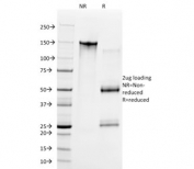 SDS-PAGE analysis of purified, BSA-free Cyclin E1 antibody (clone CCNE1/2460) as confirmation of integrity and purity.