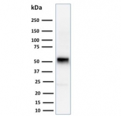Western blot testing of human Jurkat cell lysate with Cyclin E1 antibody. Predicted molecular weight ~47 kDa.