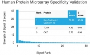 Analysis of HuProt(TM) microarray containing more than 19,000 full-length human proteins using CDH16 antibody. These results demonstrate the foremost specificity of the CDH16/2125 mAb. Z- and S- score: The Z-score represents the strength of a signal that an antibody (in combination with a fluorescently-tagged anti-IgG secondary Ab) produces when binding to a particular protein on the HuProt(TM) array. Z-scores are described in units of standard deviations (SD's) above the mean value of all signals generated on that array. If the targets on the HuProt(TM) are arranged in descending order of the Z-score, the S-score is the difference (also in units of SD's) between the Z-scores. The S-score therefore represents the relative target specificity of an Ab to its intended target.