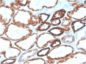 IHC testing of FFPE human kidney with biotinylated CDH16 antibody (clone CDH16/2125). HIER: boil tissue sections in pH 9 10mM Tris with 1mM EDTA for 20 min and allow to cool before testing.