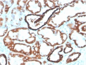 IHC testing of FFPE human kidney with biotinylated CDH16 antibody (clone CDH16/2125). HIER: boil tissue sections in pH 9 10mM Tris with 1mM EDTA for 20 min and allow to cool before testing.