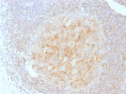 IHC testing of human tonsil tissue with CD40 antibody (clone C40/1605). Required HIER: boil tissue sections in 10mM citrate buffer, pH 6, for 10-20 min.