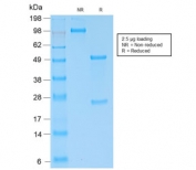 SDS-PAGE analysis of purified, BSA-free recombinant IgG4 antibody (clone IGHG4/2042R) as confirmation of integrity and purity.