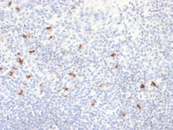 IHC testing of FFPE human tonsil with recombinant IgG4 antibody (clone IGHG4/2042R). HIER: boil sections in 10mM Tris with 1mM EDTA, pH9 for 10-20 min followed by cooling at RT for 20 min.~