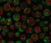 Immunofluorescent staining of PFA-fixed human Raji cells with recombinant CD79a antibody (green, clone CDLA79a-3R) and Reddot nuclear stain (red).