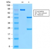 SDS-PAGE analysis of purified, BSA-free recombinant Mucin-1 antibody (clone MUC1/2278R) as confirmation of integrity and purity.