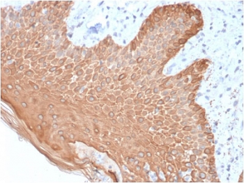 IHC staining of FFPE human skin with recombinant Multi Cytokeratin antibody (clone rKRT/457). HIER: boil tissue sections in pH 9 10mM Tris with 1mM EDTA for 10-20 min followed by cooling at RT for 20 min.~
