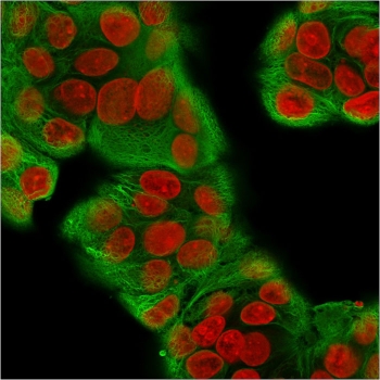 Immunofluorescent staining of methanol-fixed human MCF7 cells with recombinant Multi Cytokeratin antibody antibody (clone KRT/1877R, green) and Reddot nuclear stain (red).~