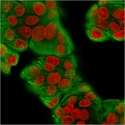 Immunofluorescent staining of methanol-fixed human MCF7 cells with recombinant Multi Cytokeratin antibody antibody (clone KRT/1877R, green) and Reddot nuclear stain (red).