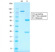 SDS-PAGE analysis of purified, BSA-free recombinant CD30 antibody (clone rKi-1/779) as confirmation of integrity and purity.