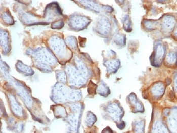IHC testing of FFPE human placenta with hCG beta antibody (clone SPM105). Required HIER: boil tissue sections in pH 9 10mM Tris with 1mM EDTA for 10-20 min followed by cooling at RT for 20 min.