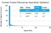 Analysis of HuProt(TM) microarray containing more than 19,000 full-length human proteins using Bcl6 antibody (clone BCL6/1982). These results demonstrate the foremost specificity of the BCL6/19822 mAb.  Z- and S- score: The Z-score represents the strength of a signal that an antibody (in combination with a fluorescently-tagged anti-IgG secondary Ab) produces when binding to a particular protein on the HuProt(TM) array. Z-scores are described in units of standard deviations (SD's) above the mean value of all signals generated on that array. If the targets on the HuProt(TM) are arranged in descending order of the Z-score, the S-score is the difference (also in units of SD's) between the Z-scores. The S-score therefore represents the relative target specificity of an Ab to its intended target.