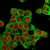 Immunofluorescent staining of methanol-fixed HepG2 cells with recombinant GPC3 antibody (green, clone rGPC3/863) and Reddot nuclear stain (red).