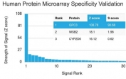 Analysis of HuProt(TM) microarray containing more than 19,000 full-length human proteins using recombinant GPC3 antibody (clone rGPC3/863). These results demonstrate the foremost specificity of the rGPC3/863 mAb. Z- and S- score: The Z-score represents the strength of a signal that an antibody (in combination with a fluorescently-tagged anti-IgG secondary Ab) produces when binding to a particular protein on the HuProt(TM) array. Z-scores are described in units of standard deviations (SD's) above the mean value of all signals generated on that array. If the targets on the HuProt(TM) are arranged in descending order of the Z-score, the S-score is the difference (also in units of SD's) between the Z-scores. The S-score therefore represents the relative target specificity of an Ab to its intended target.