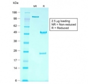 SDS-PAGE analysis of purified, BSA-free recombinant GPC3 antibody (clone rGPC3/863) as confirmation of integrity and purity.