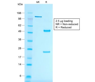 SDS-PAGE analysis of purified, BSA-free recombinant Melan-A antibody (clone
