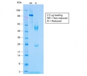 SDS-PAGE analysis of purified, BSA-free recombinant TNFa antibody (clone TNF/1500R) as confirmation of integrity and purity.