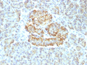 IHC testing of FFPE human pancreas with recombinant TNFa antibody (clone TNF/1500R). Required HIER: steam sections in pH 9 10mM Tris with 1mM EDTA for 10-20 min.~