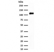 Western blot testing of human kidney lysate with recombinant Cadherin 16 antibody (clone KSCP2-2R). Expected molecular weight: 90~130 kDa.