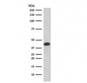 Western blot testing of human K562 cell lysate with Glycophorin A antibody (clone SGPA35-2R). Expected molecular weight: routinely observed at ~16/38 kDa.