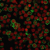 Immunofluorescent staining of human Raji cells with recombinant CD20 antibody (clone rIGEL/773, green) and Reddot nuclear stain (red).