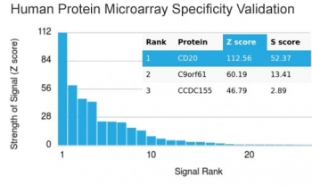 Analysis of HuProt(TM) microarray containing more than 19,000 full-length human proteins using recombinant CD20 antibody (clone rIGEL/773). These results demonstrate the foremost specificity of the rIGEL/773 mAb. Z- and S- score: The Z-score represents the strength of a signal that an antibody (in combination with a fluorescently-tagged anti-IgG secondary Ab) produces when binding to a particular protein on the HuProt(TM) array. Z-scores are described in units of standard deviations (SD's) above the mean value of all signals generated on that array. If the targets on the HuProt(TM) are arranged in descending order of the Z-score, the S-score is the difference (also in units of SD's) between the Z-scores. The S-score therefore represents the relative target specificity of an Ab to its intended target.