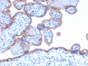 IHC testing of FFPE human placenta with EGF Receptor antibody (clone GFR/1667). HIER: boil tissue sections in pH 9 10mM Tris with 1mM EDTA for 20 min and allow to cool before testing.