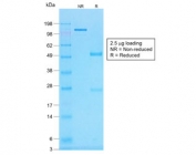 SDS-PAGE analysis of purified, BSA-free recombinant Histone H1 antibody (clone r1415-1) as confirmation of integrity and purity.