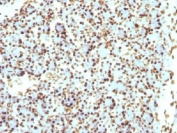 IHC testing of FFPE rat pancreas with recombinant Histone H1 antibody (clone r1415-1). Required HIER: boil tissue sections in 10mM citrate buffer, pH 6, for 10-20 min followed by cooling at RT for 20 min.