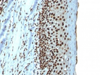 IHC testing of FFPE human tonsil with recombinant Histone H1 antibody (clone r1415-1). Required HIER: boil tissue sections in 10mM citrate buffer, pH 6, for 10-20 min followed by cooling at RT for 20 min.~