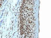 IHC testing of FFPE human tonsil with recombinant Histone H1 antibody (clone r1415-1). Required HIER: boil tissue sections in 10mM citrate buffer, pH 6, for 10-20 min followed by cooling at RT for 20 min.