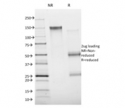 SDS-PAGE analysis of purified, BSA-free Annexin A1 antibody (clone ANXA1/1672) as confirmation of integrity and purity.