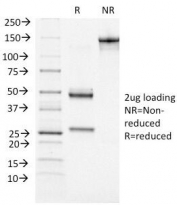 SDS-PAGE analysis of purified, BSA-free ATRX antibody (clone 39f) as confirmation of integrity and purity.