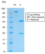 SDS-PAGE analysis of purified, BSA-free recombinant Mucin-1 antibody (clone MUC1/1887R) as confirmation of integrity and purity.