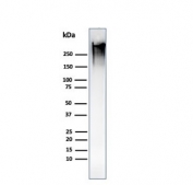 Western blot testing of human MCF7 cell lysate with recombinant Mucin-1 antibody (clone MUC1/1887R). This glycoprotein is commonly visualized between 120~500 kDa.