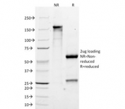 SDS-PAGE analysis of purified, BSA-free CYP2E1 antibody (clone M12P4H2) as confirmation of integrity and purity.